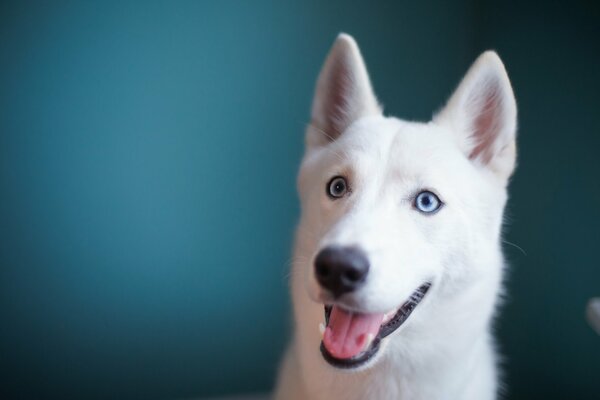 Cane husky bianco con occhi azzurri