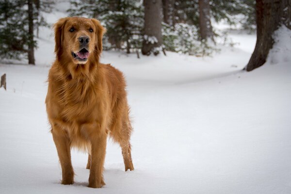 Red dog in the fresh snow