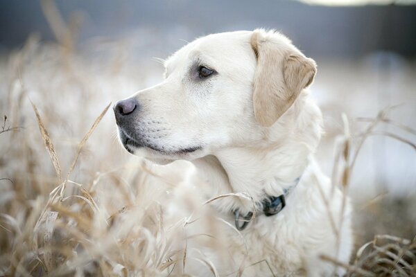 Chien regardant au loin