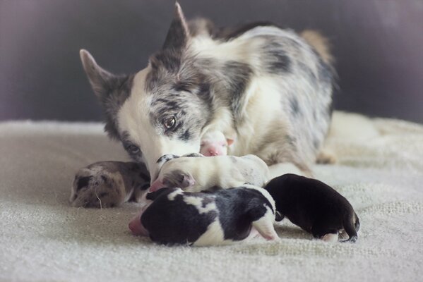 Cane e quattro cuccioli