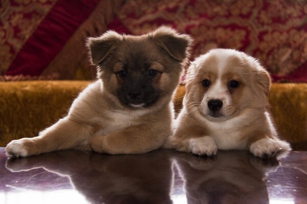 Two cute dogs. Furry friends