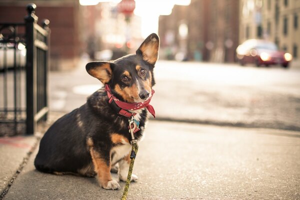Chien dans un collier regarde un ami