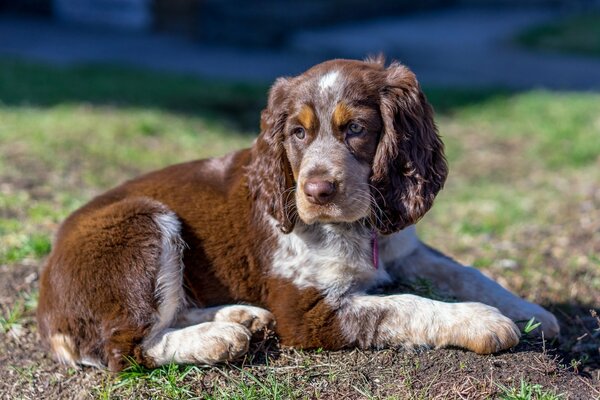 Spaniel lying on young grass