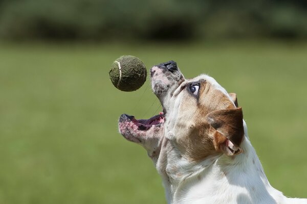 Perro entrena con una pelota de tenis