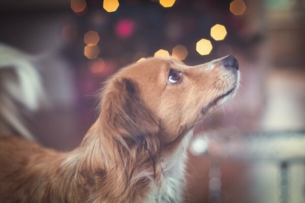 Un cane guarda un amico