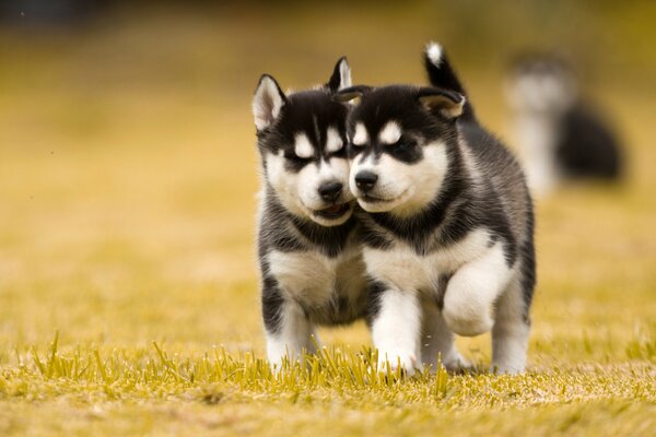 Śliczne szczenięta Husky, Husky na trawie