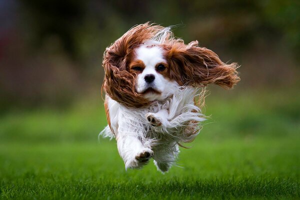Spaniel biegnie po trawie w kierunku fotografa