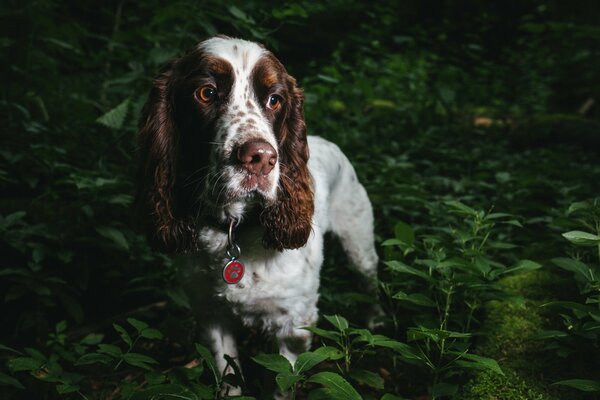 Perro gruñón en el bosque oscuro