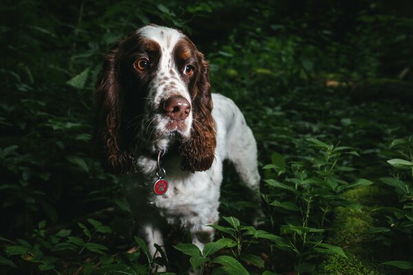 Cane di grosgrain nella foresta oscura