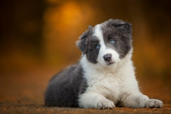 Chien aux yeux bleus