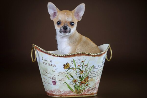 Szczeniak Chihuahua siedzi w koszu