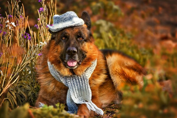 Perro pastor con sombrero y bufanda en el fondo de la hierba