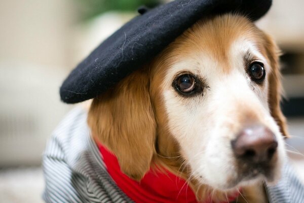 A dog in a hat and jacket looks into the eyes