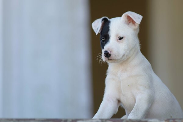 Cute puppy with a black ear