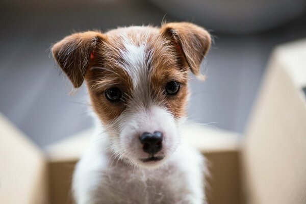 A small shaggy red puppy