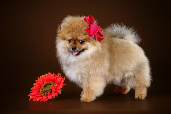 Lindo cachorro de Spitz con una flor