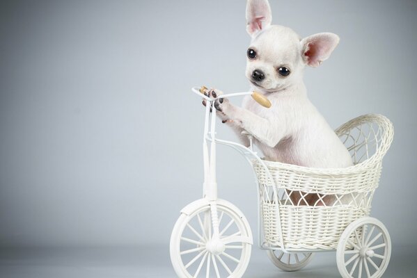 Cachorro en una bicicleta blanca