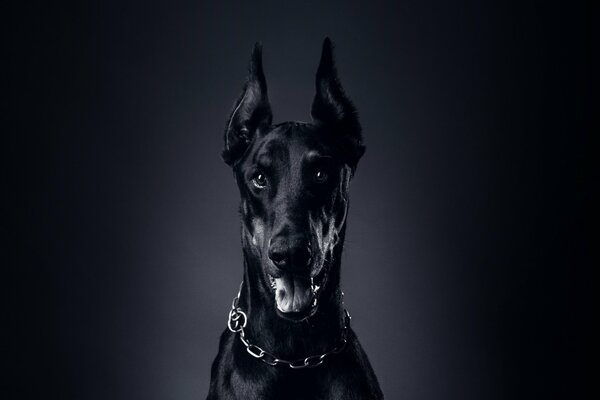 Doberman hermoso perro orgulloso