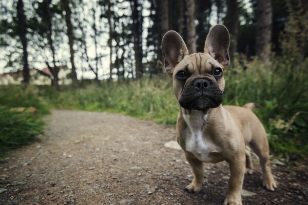 Fotos de perros en el bosque, verano