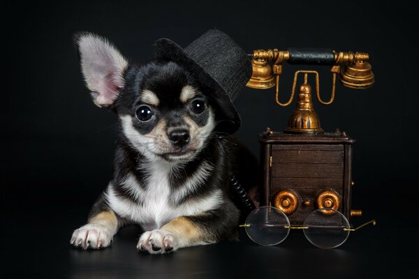 Le bon regard du chien d affaires