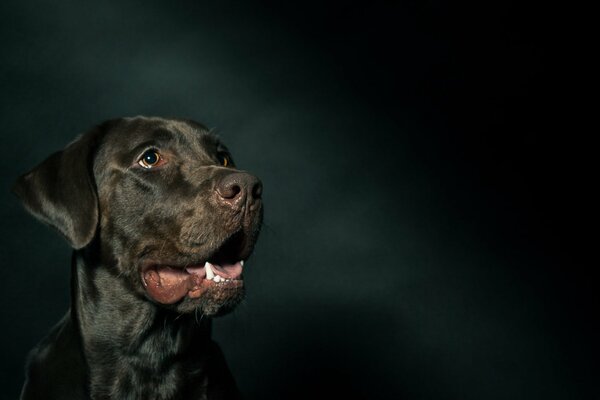 The look of a dog on a black background