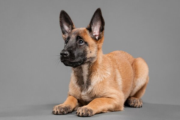 Cachorro, perro, amigo del hombre