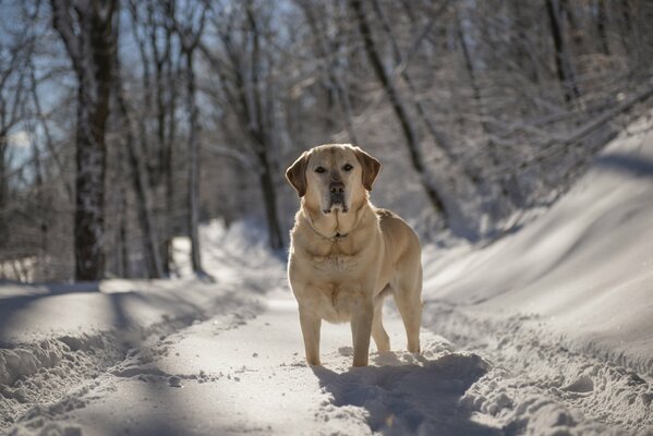Hund auf einem Spaziergang im Winterwald