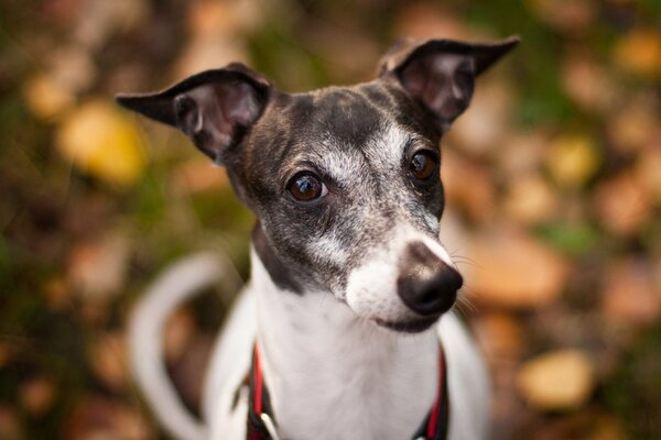 Un perro camina en otoño por el parque