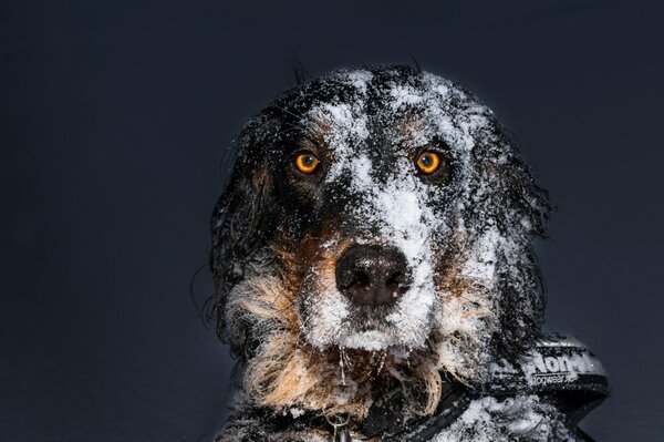 Der Hund im Schnee schaut geradeaus
