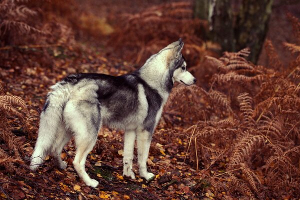 Husky walks in the woods in autumn