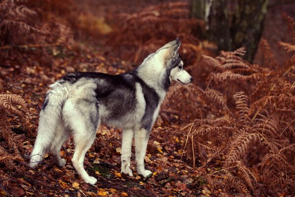 Husky cammina nei boschi in autunno