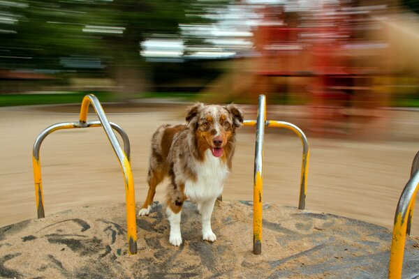 The dog with his gaze is waiting for his friend hungry probably
