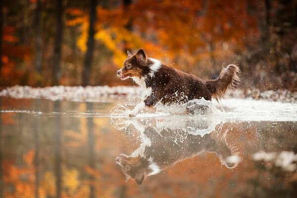 Cane di cioccolato che corre sull acqua nella foresta autunnale