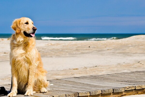 Cane dorato su una piattaforma di legno vicino al mare
