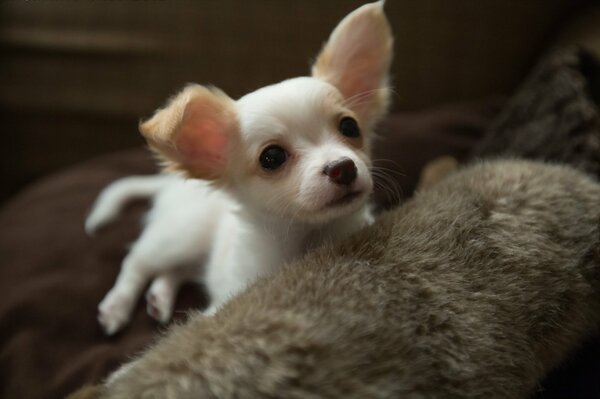 A small dog is sitting on the couch
