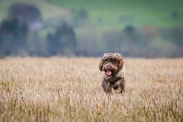 Jogging on the field while walking
