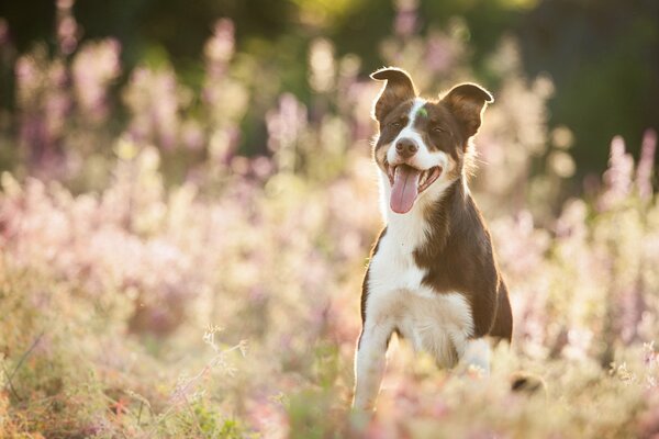 Colorful dog photo, summer