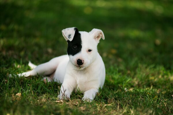 Chiot mignon sur l herbe