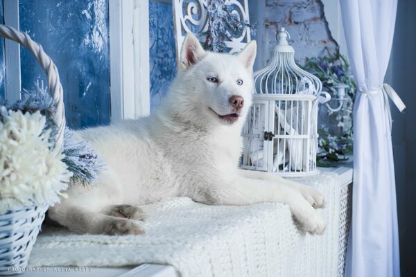 Husky blanco con cara alegre