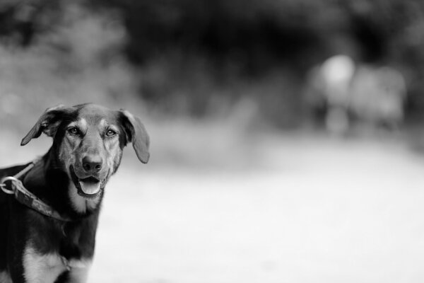 Schwarz-Weiß-Foto eines großen Hundes
