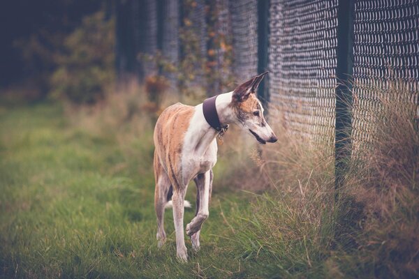 Hund, der am Zaun entlang läuft