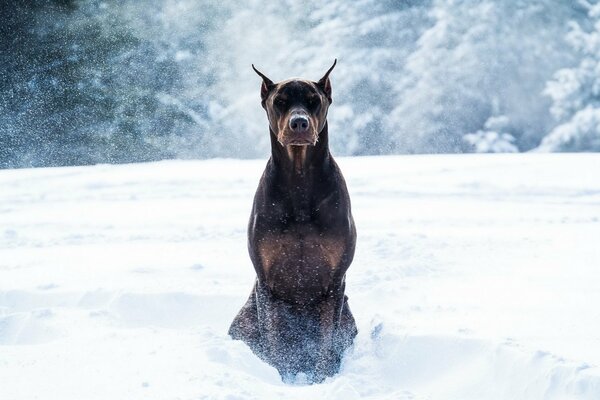Dobermann im Winter im Schnee