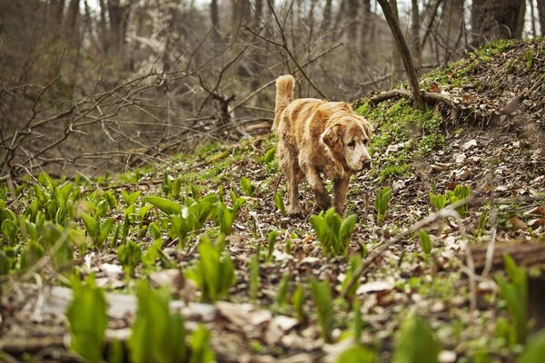 A hunting dog runs through the forest
