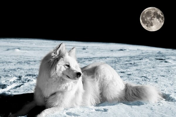 La suave luz de la Luna en su pelaje