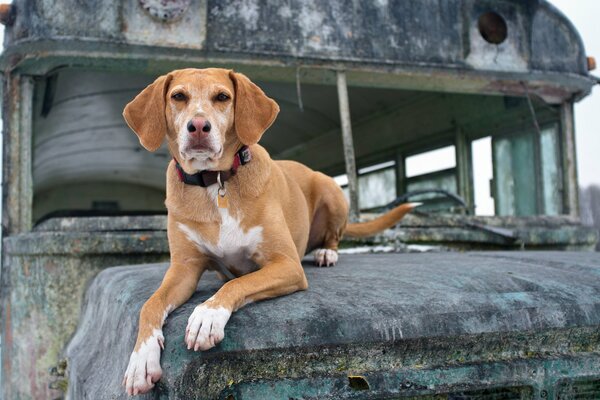 Photo of a red dog on the hood of an old car