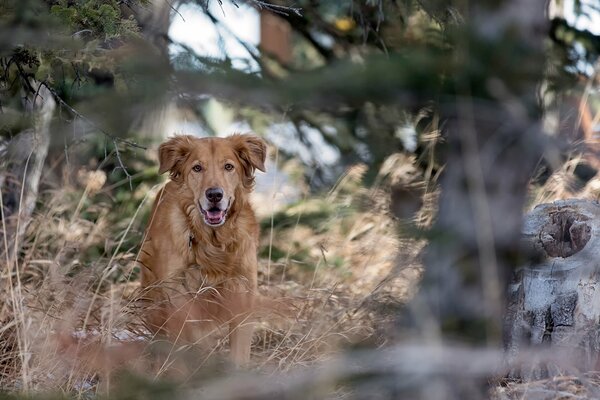 A red dog runs through the forest