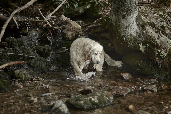 Chien Shaggy blanc près du ruisseau