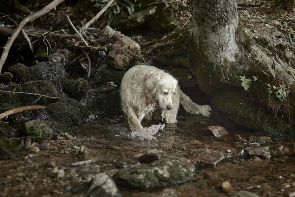 Cane ispido bianco vicino al torrente