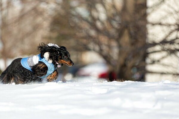 Cane che corre sulla neve