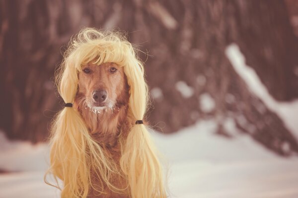 Ein Hund mit einer schönen Frisur, die wie eine Perücke aussieht